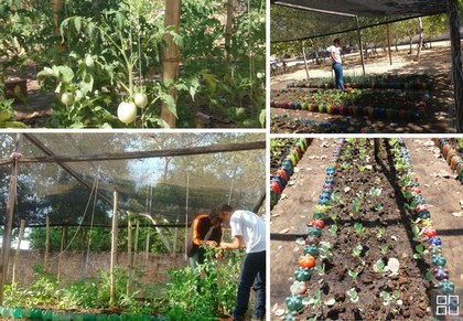 Horta escolar agroecologica