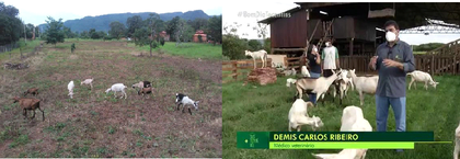 caprinocultura-leiteira-img.png